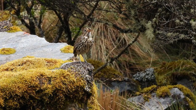 Stripe-headed Antpitta - ML643542639