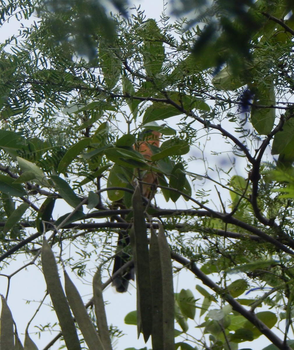 Gray-capped Cuckoo - ML643542643