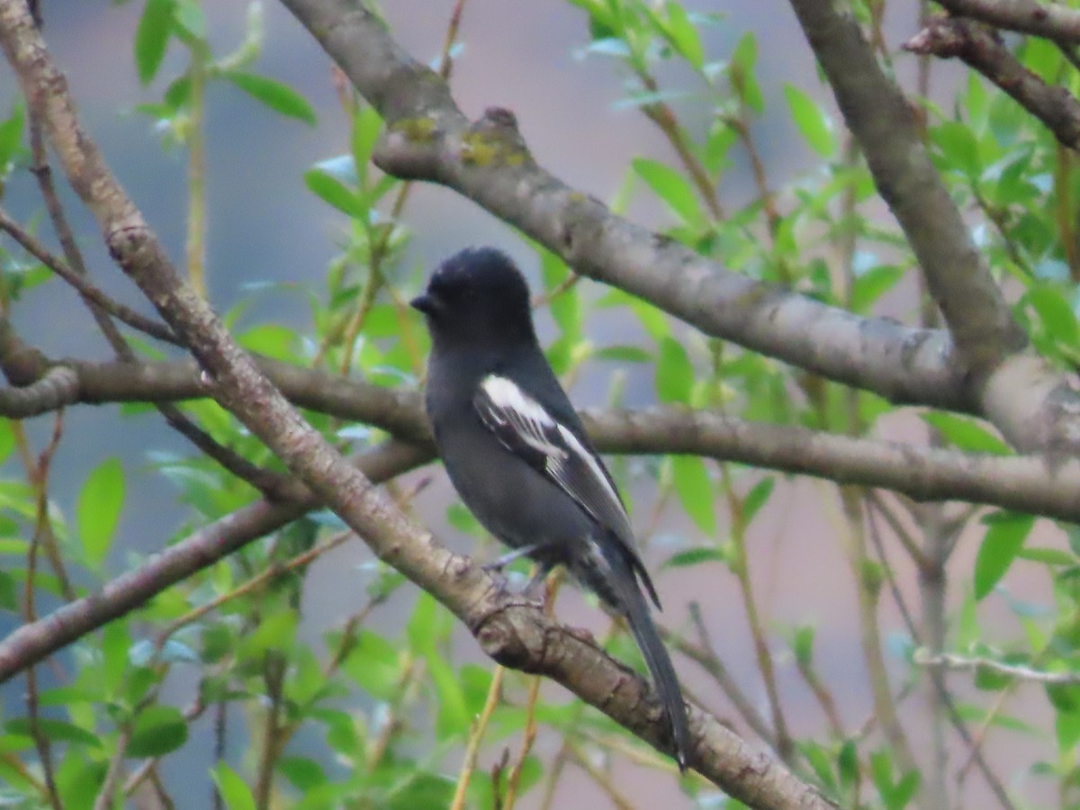 Southern Black-Tit - ML643542645