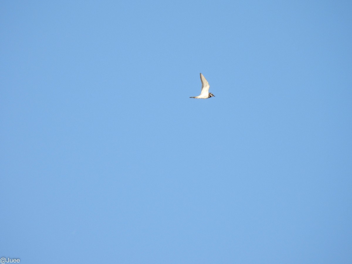Killdeer - ML643542653