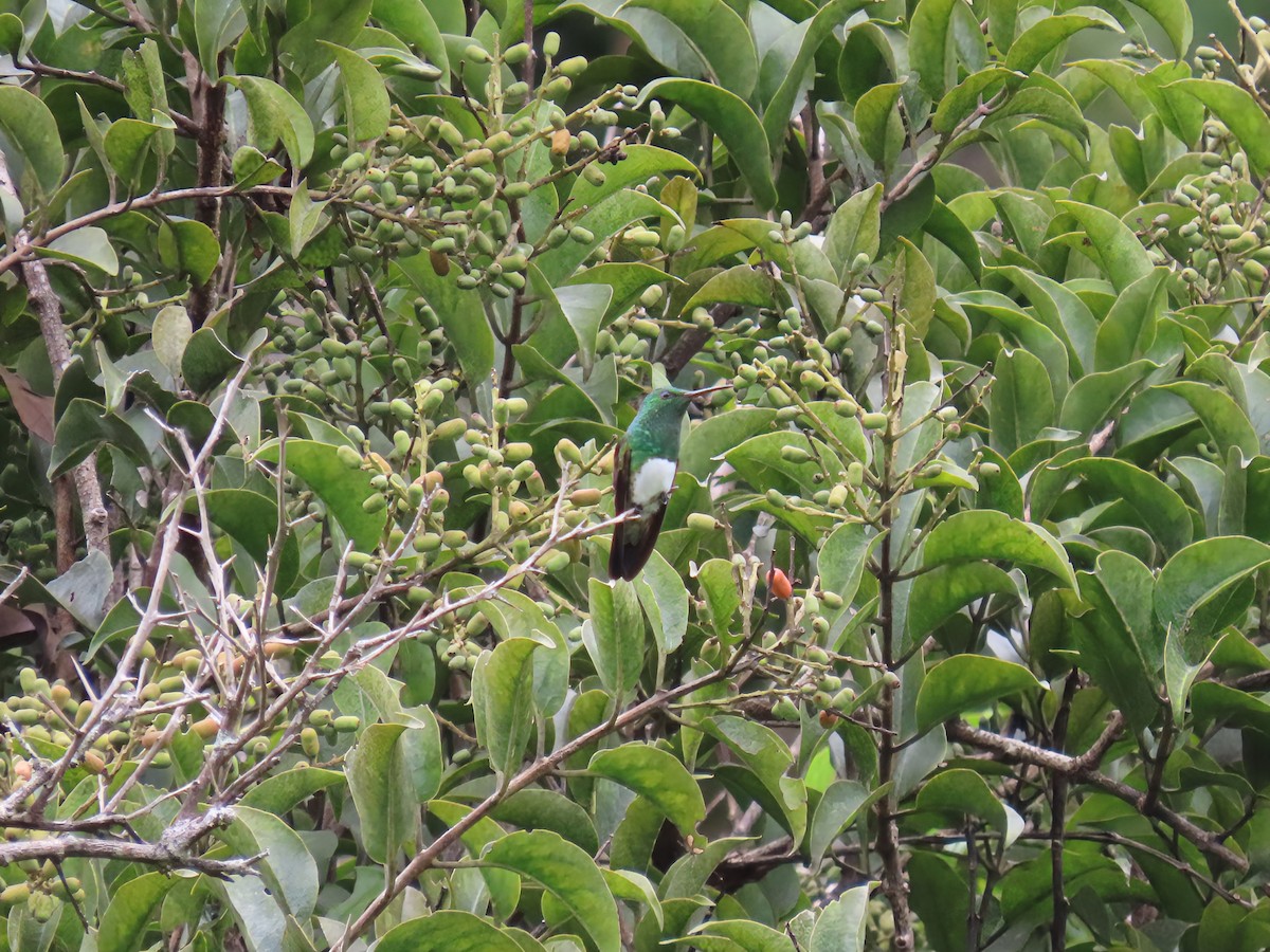 Snowy-bellied Hummingbird - ML643542667