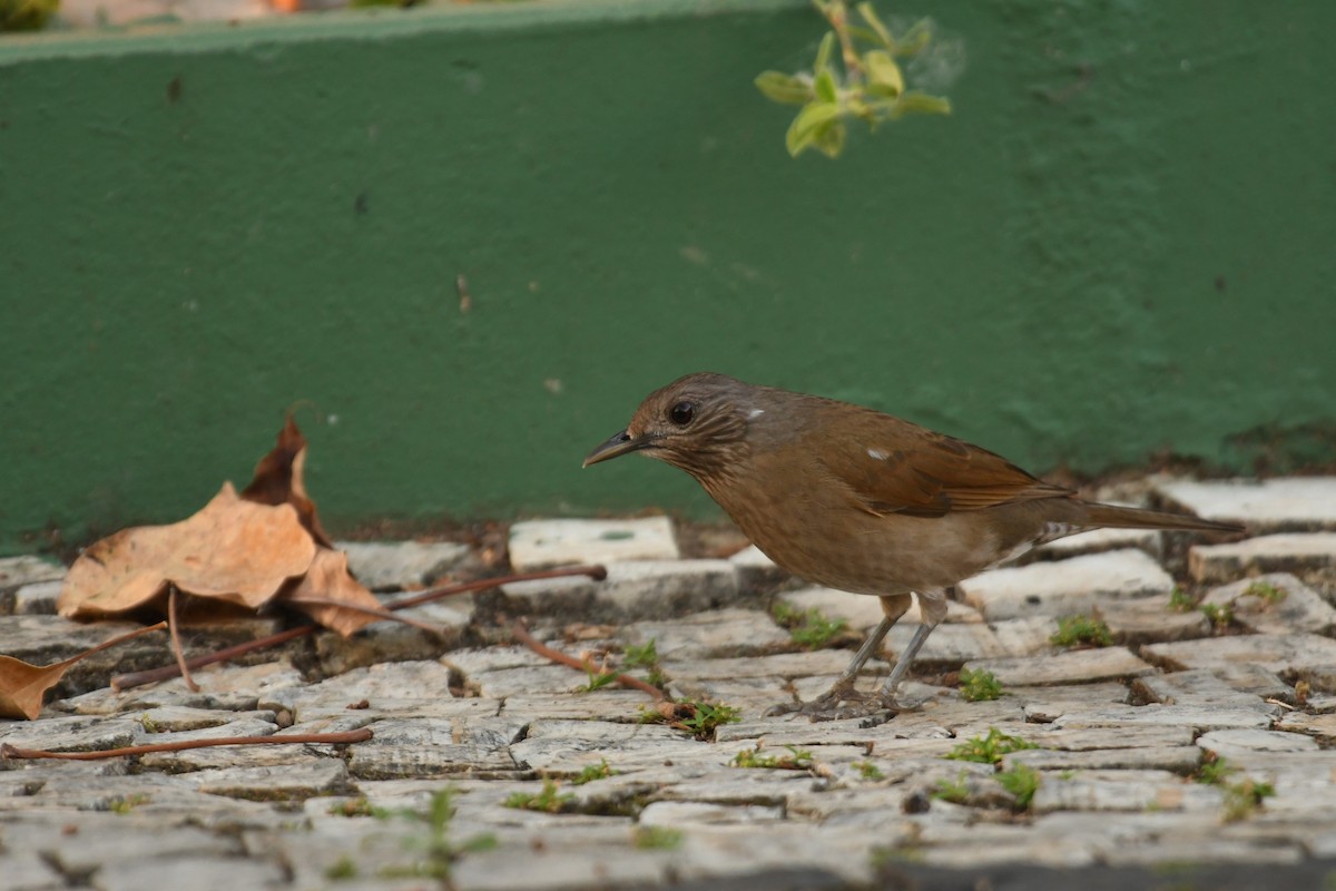 Pale-breasted Thrush - ML643542678