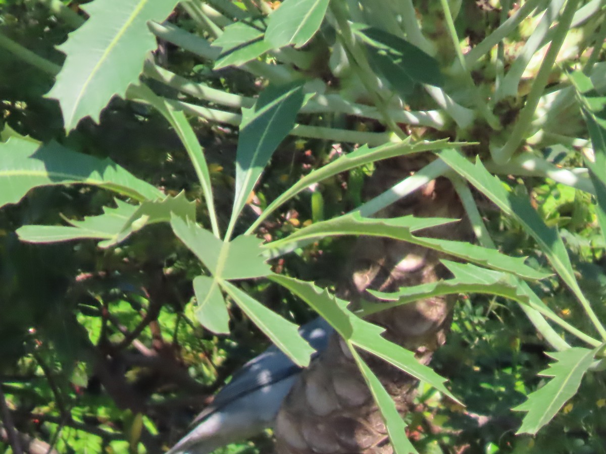 Gray Cuckooshrike - ML643542683