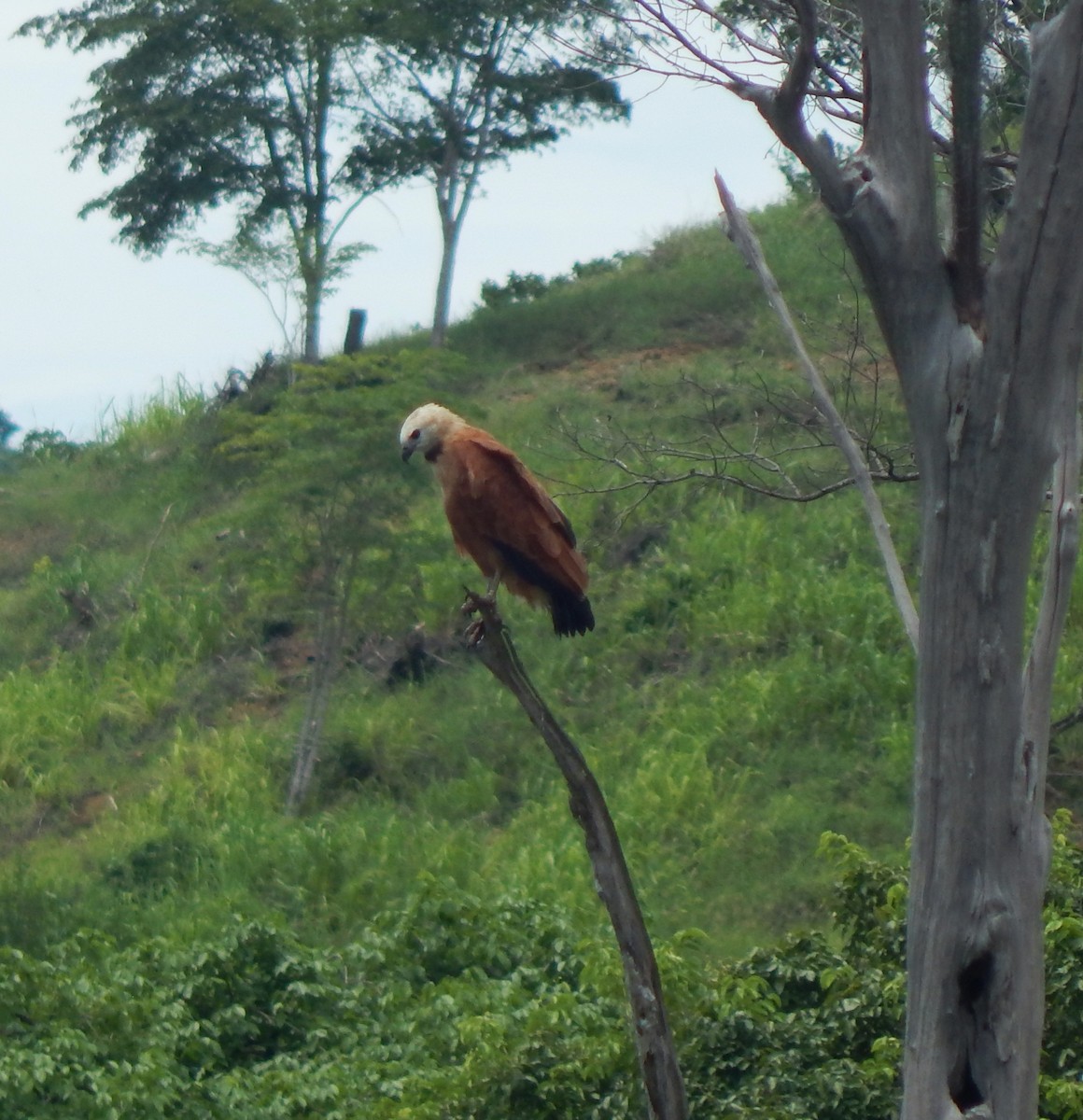 Black-collared Hawk - ML643542685