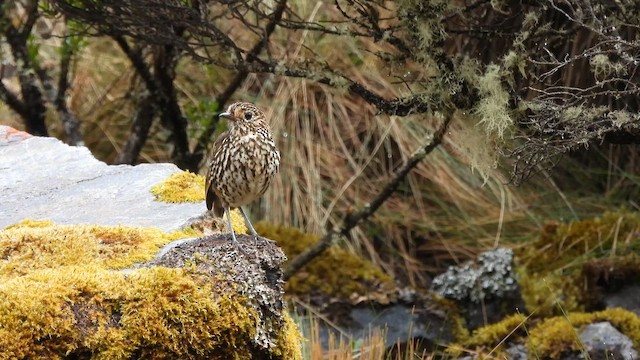 Stripe-headed Antpitta - ML643542690