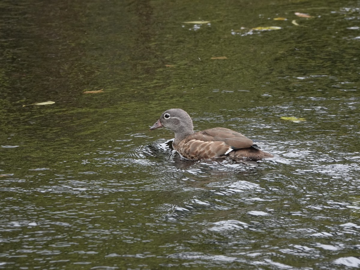 Mandarin Duck - ML643542691