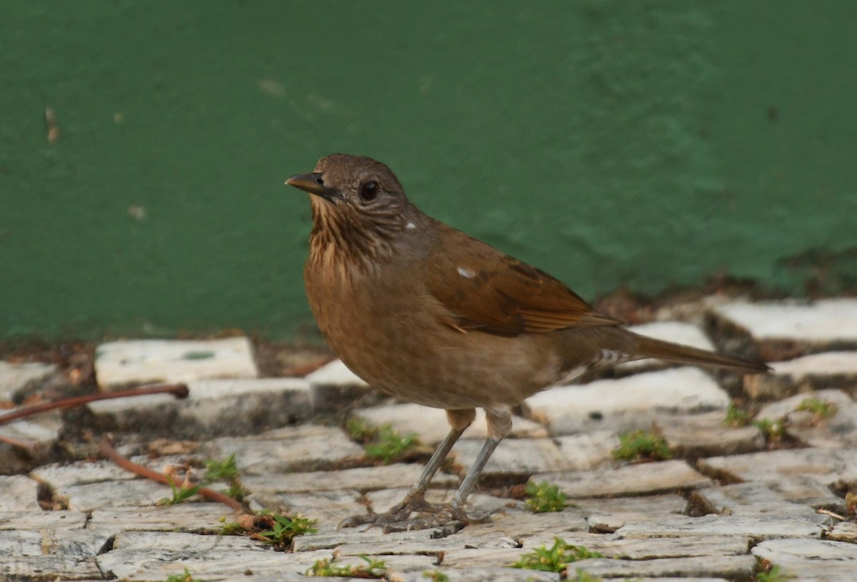 Pale-breasted Thrush - ML643542700