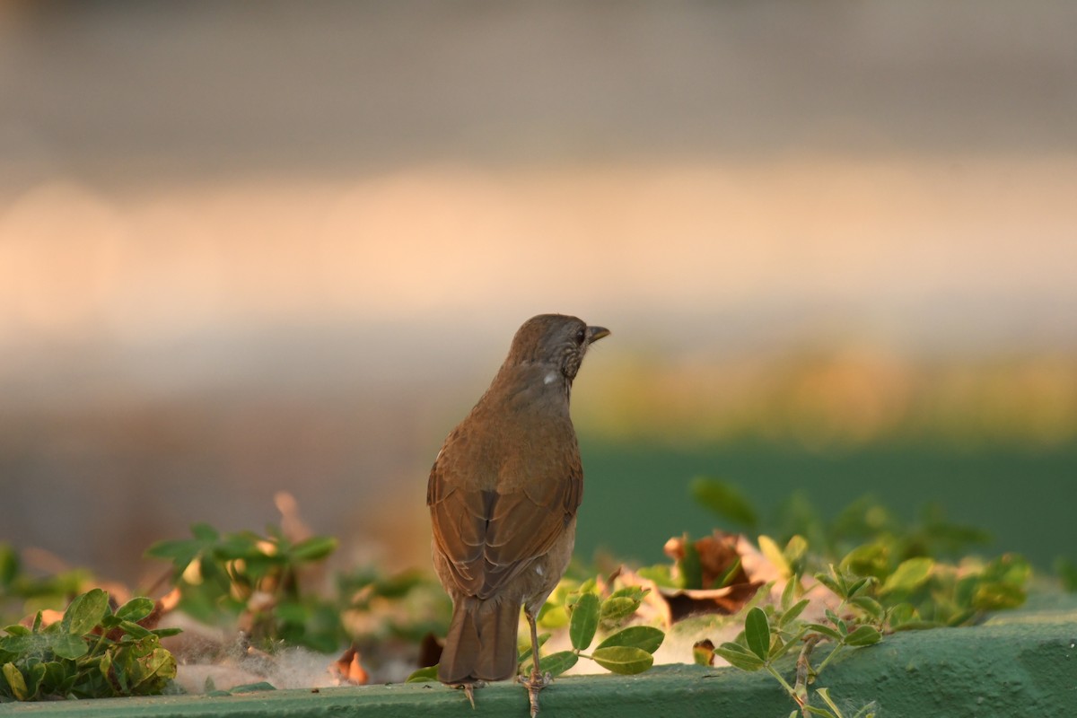 Pale-breasted Thrush - ML643542708