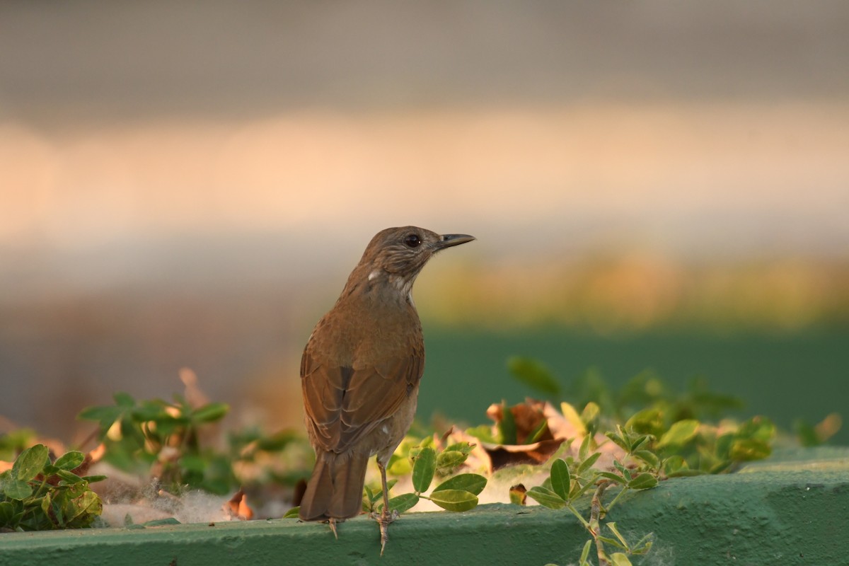 Pale-breasted Thrush - ML643542718