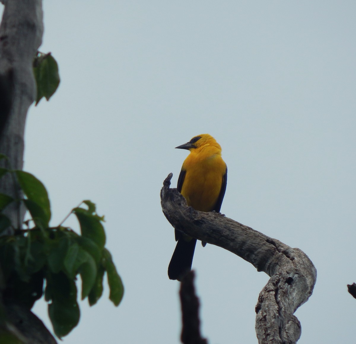 Oriole Blackbird - ML643542720