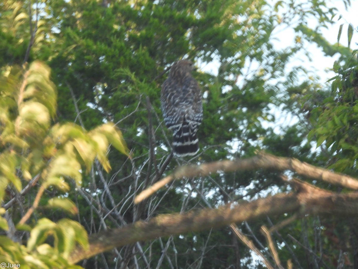 Red-shouldered Hawk - ML643542725