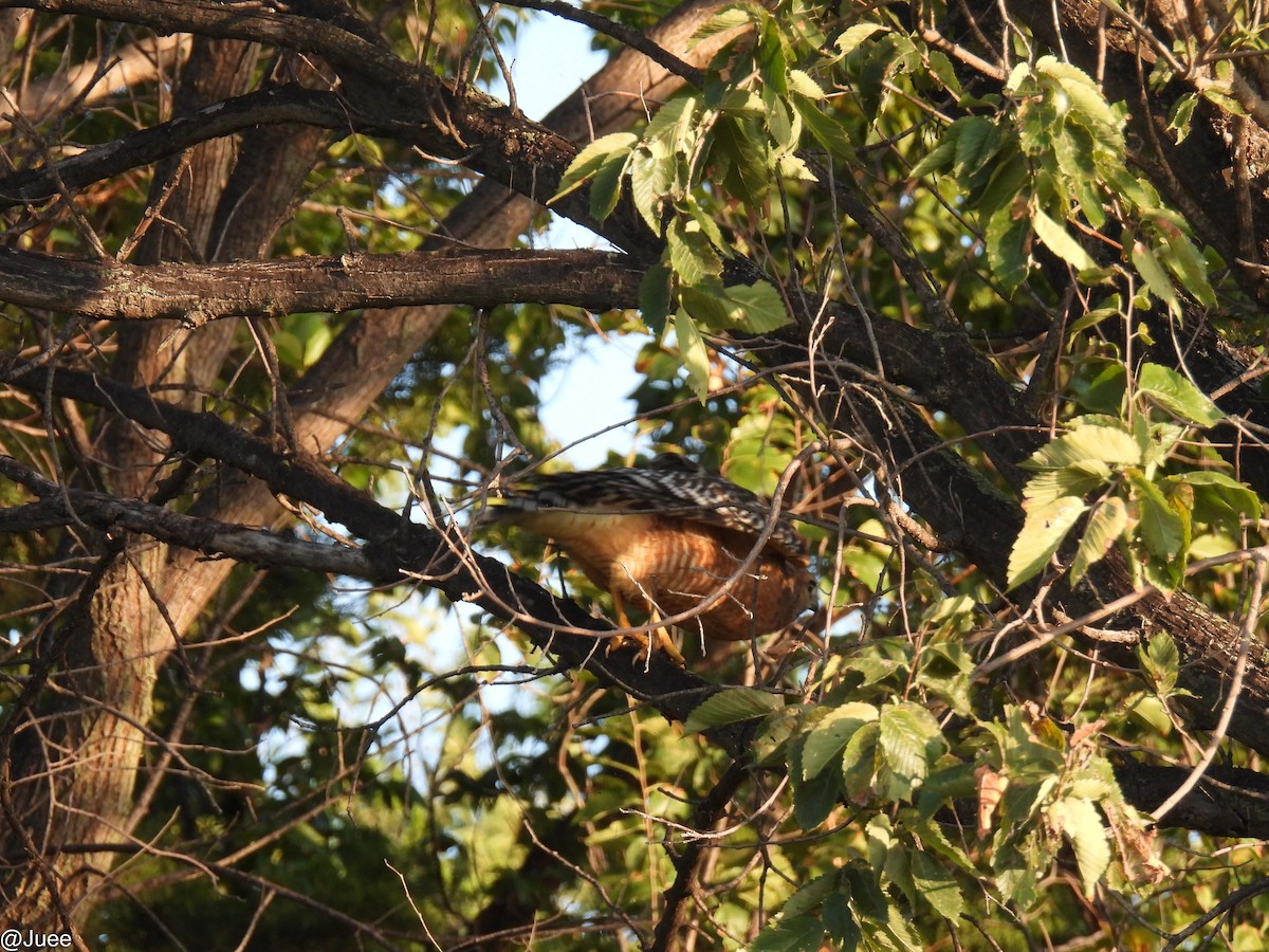 Red-shouldered Hawk - ML643542726