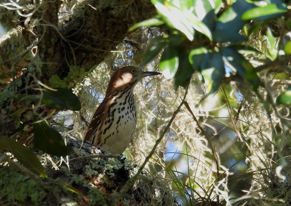 Brown Thrasher - ML643542729