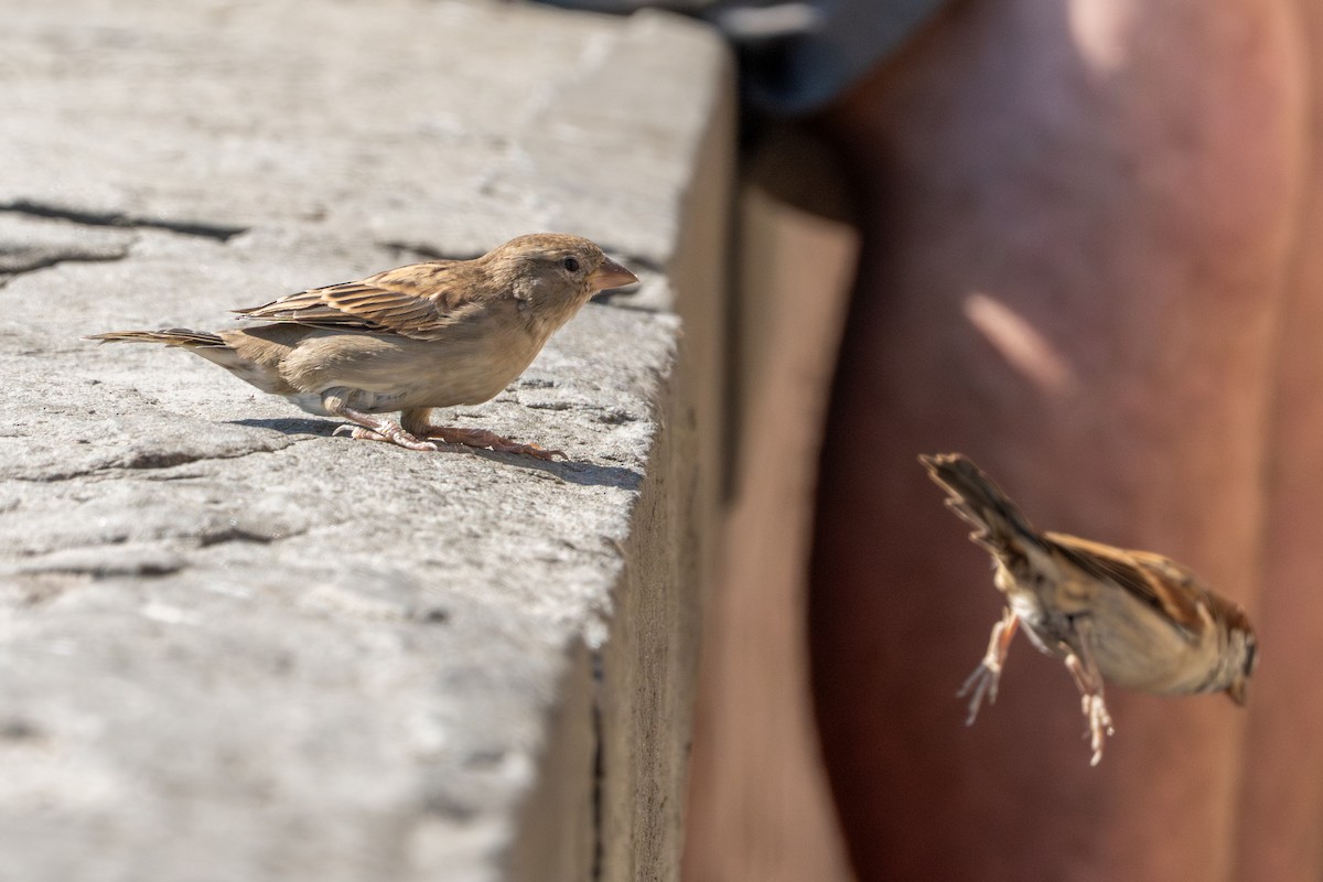 Italian Sparrow - ML643542730