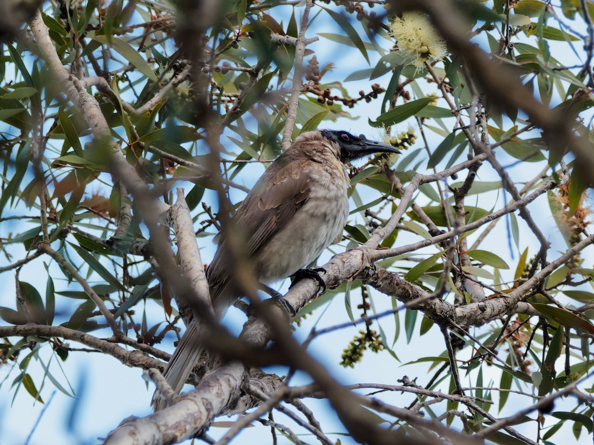 Noisy Friarbird - ML643542739