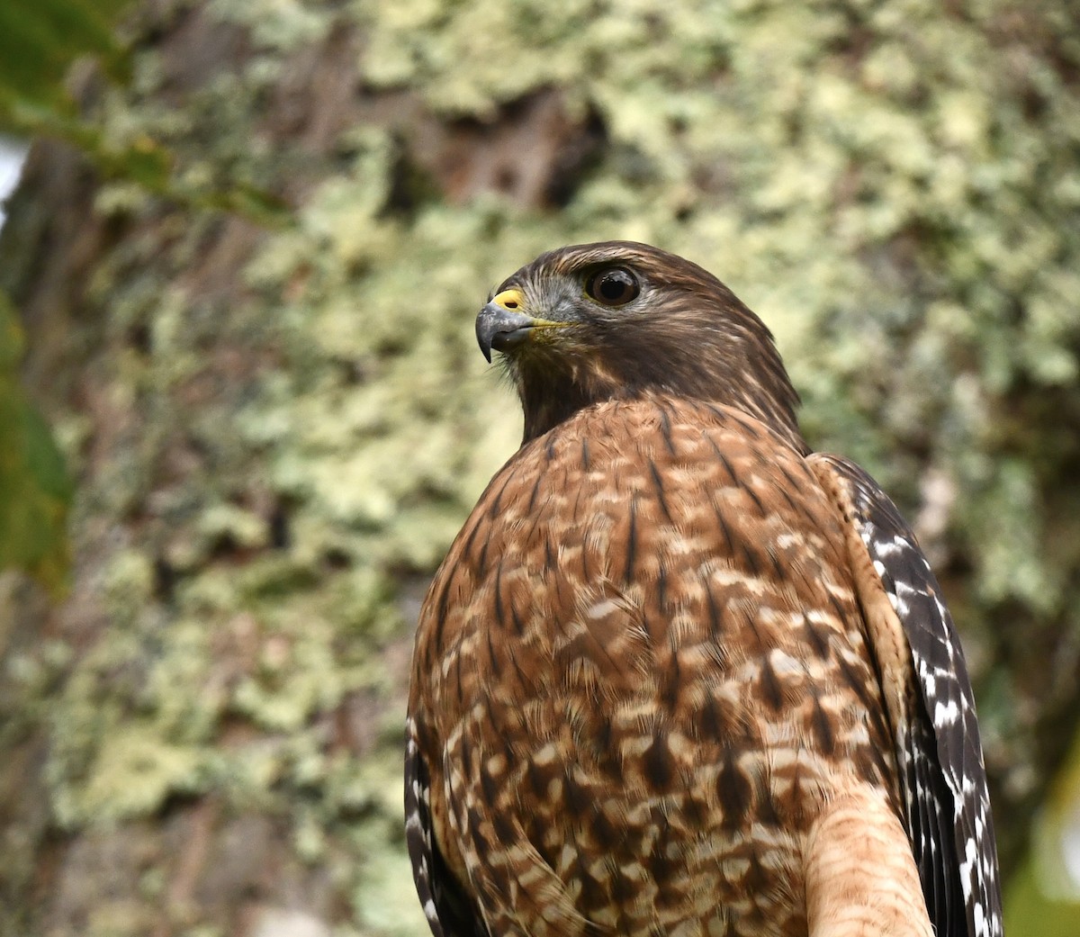 Red-shouldered Hawk - ML643542743