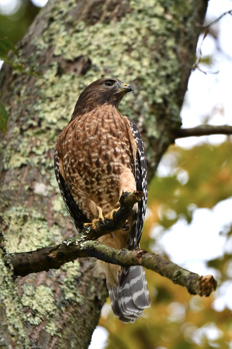 Red-shouldered Hawk - ML643542744