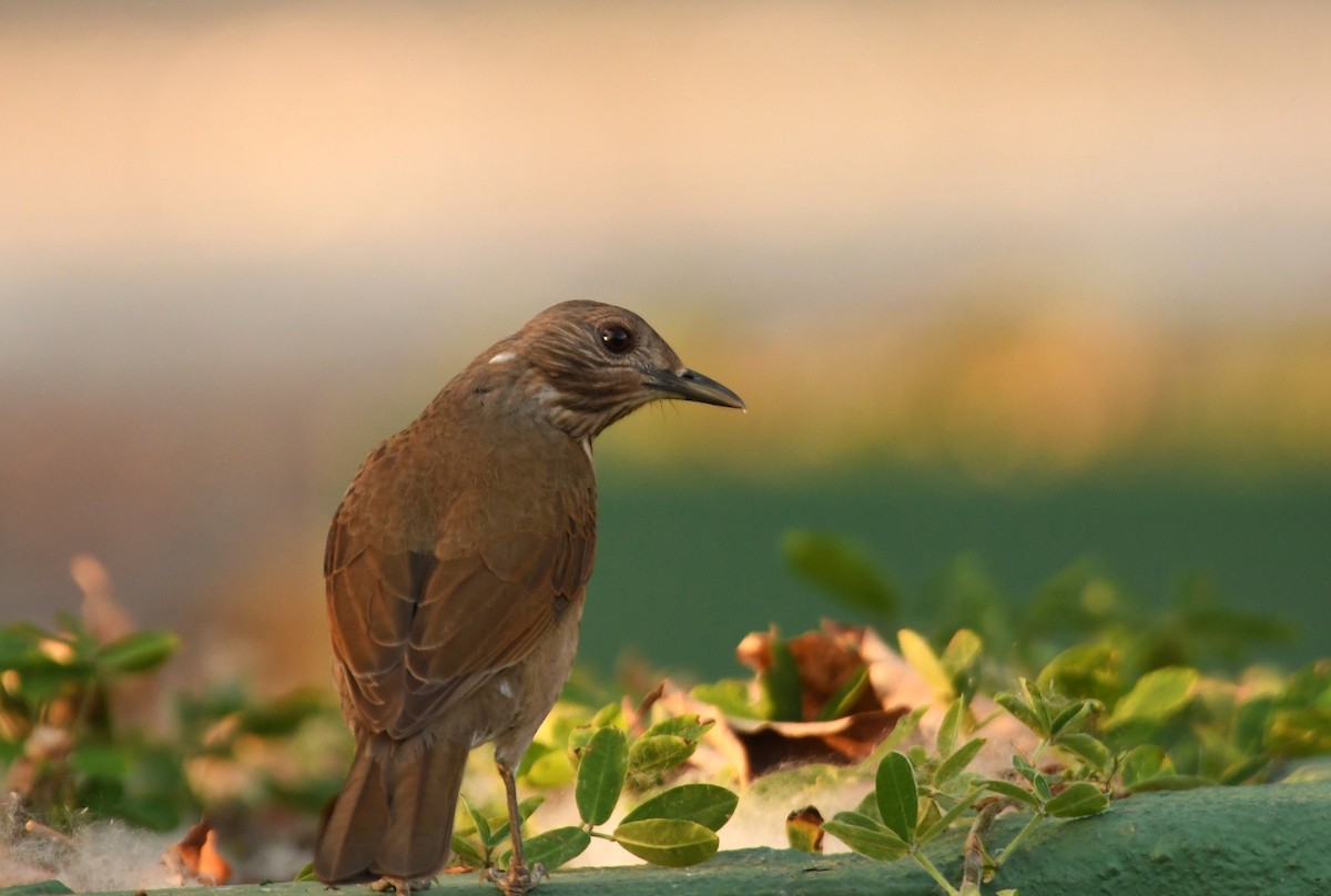 Pale-breasted Thrush - ML643542749