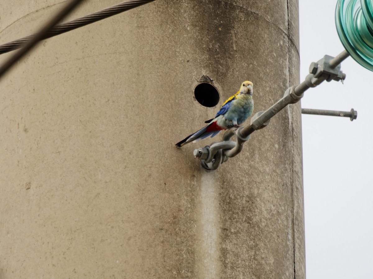 Pale-headed Rosella - ML643542751