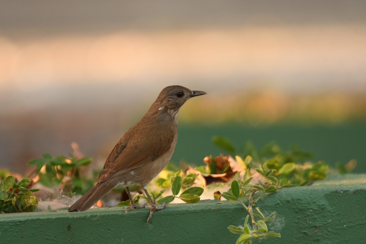 Pale-breasted Thrush - ML643542764