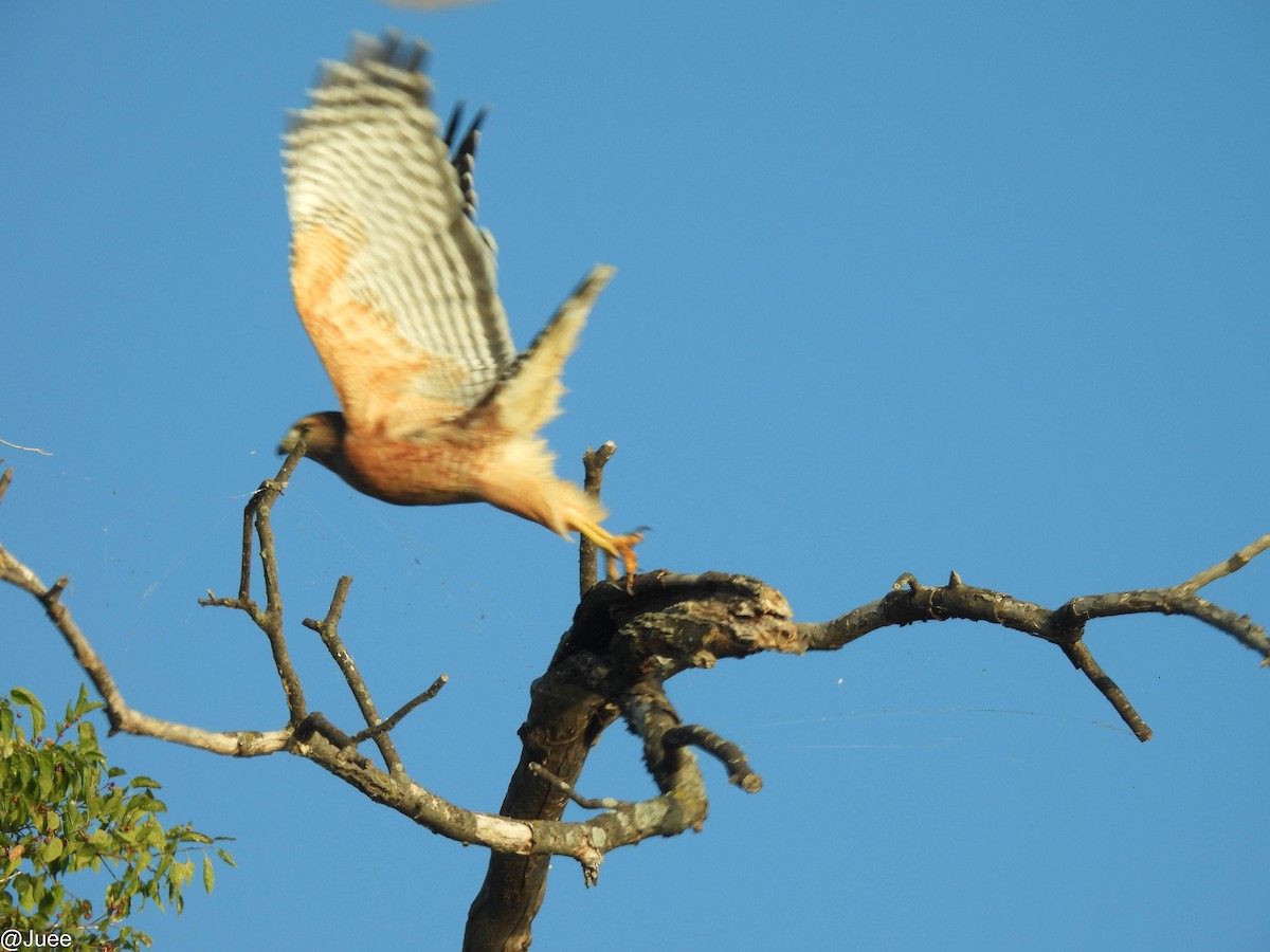 Red-shouldered Hawk - ML643542786