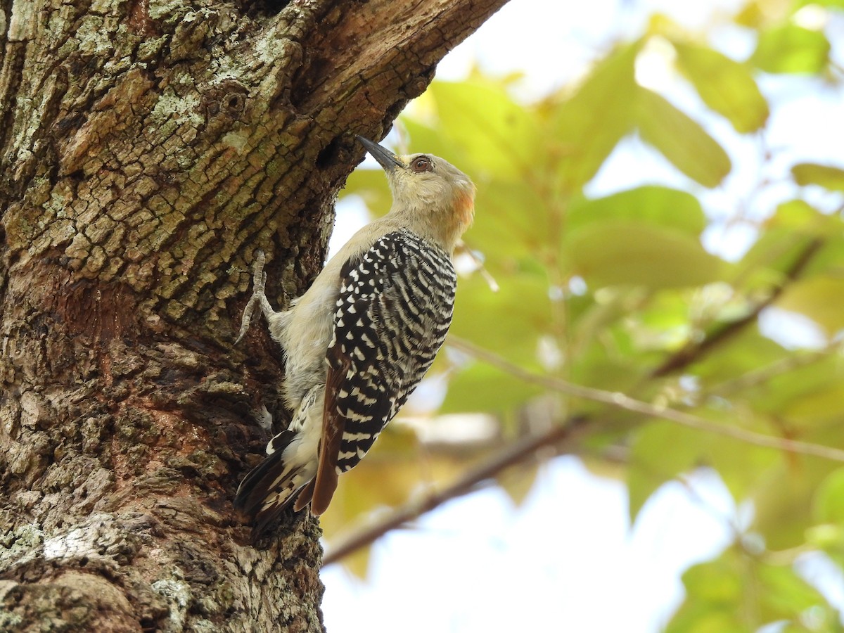 Red-crowned Woodpecker - ML643542787