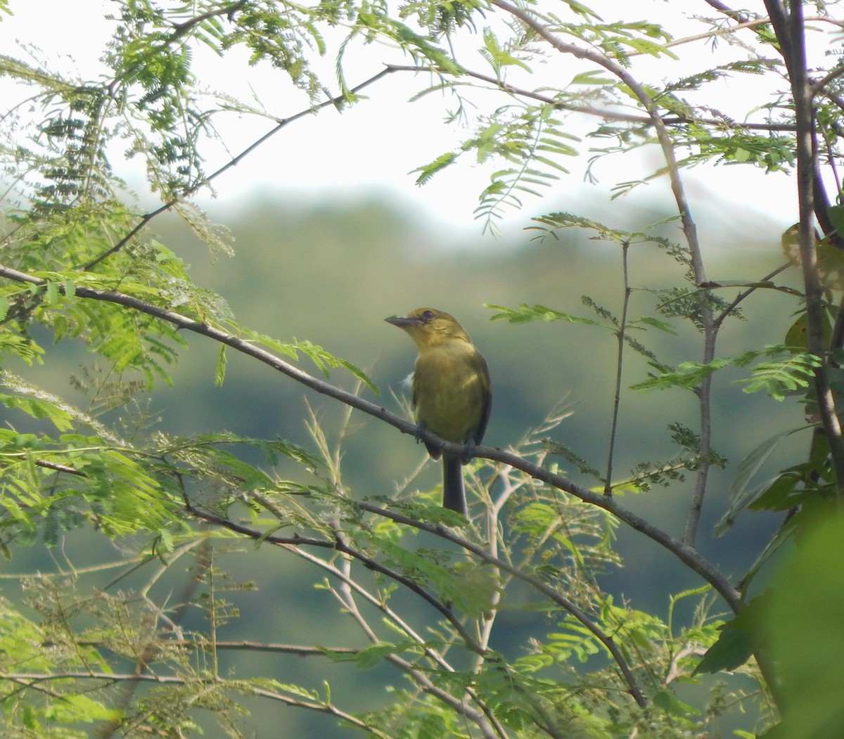 Ochre-lored Flatbill - ML643542793