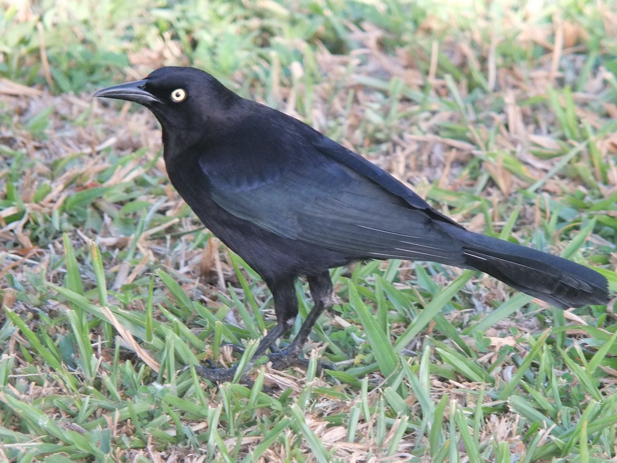 Carib Grackle - ML643542796