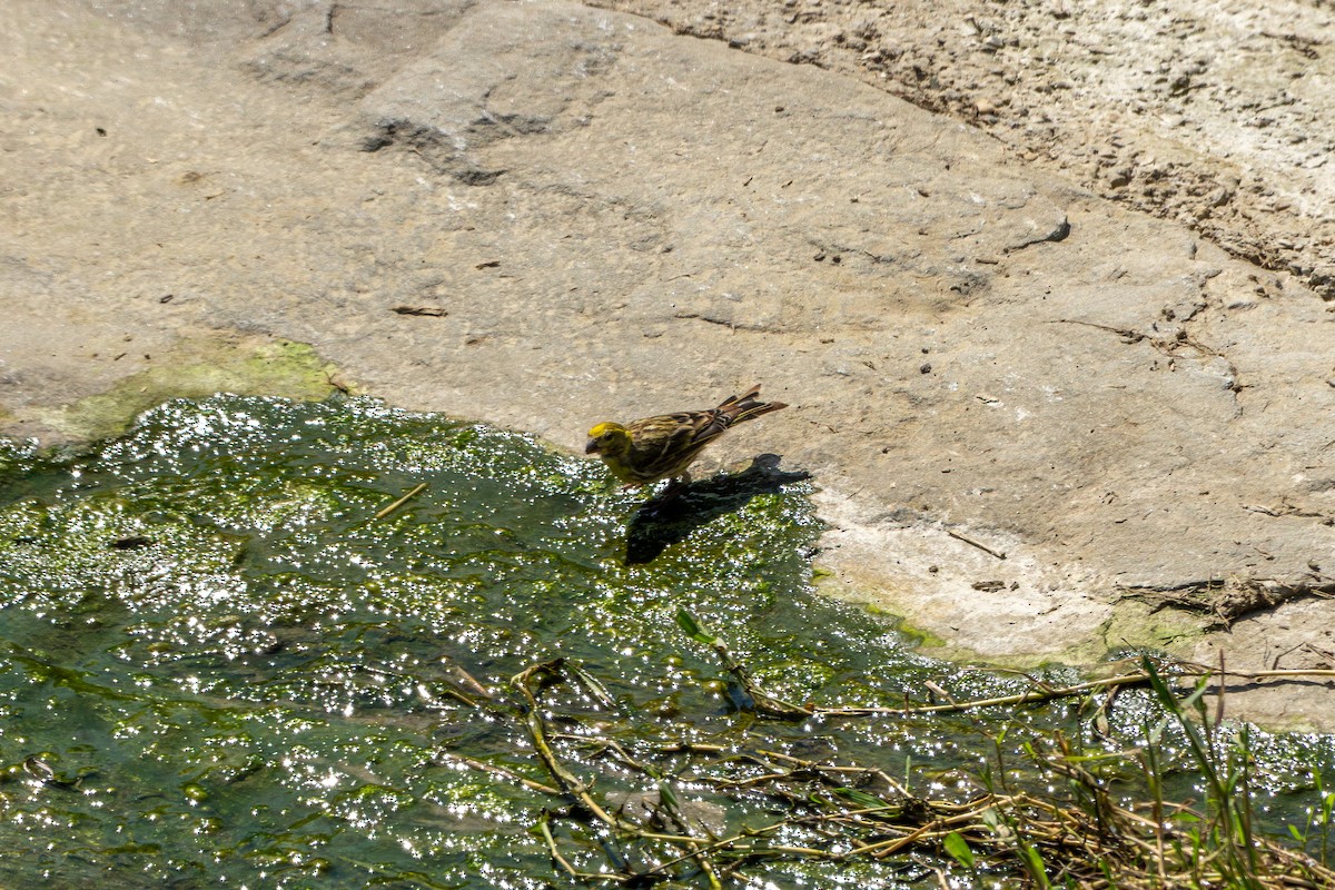European Serin - ML643542797