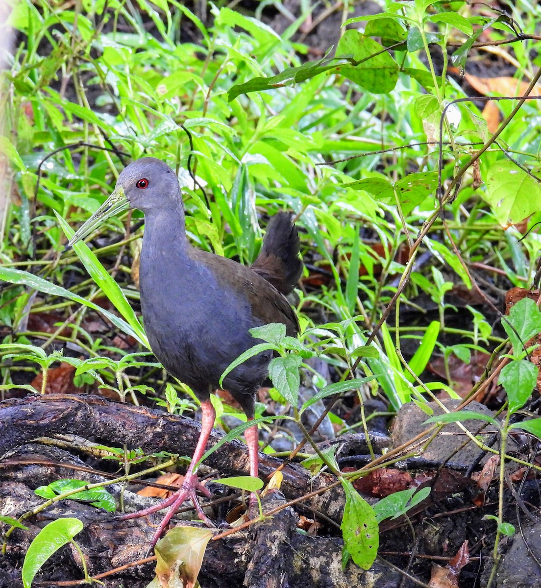 Blackish Rail - ML643542798