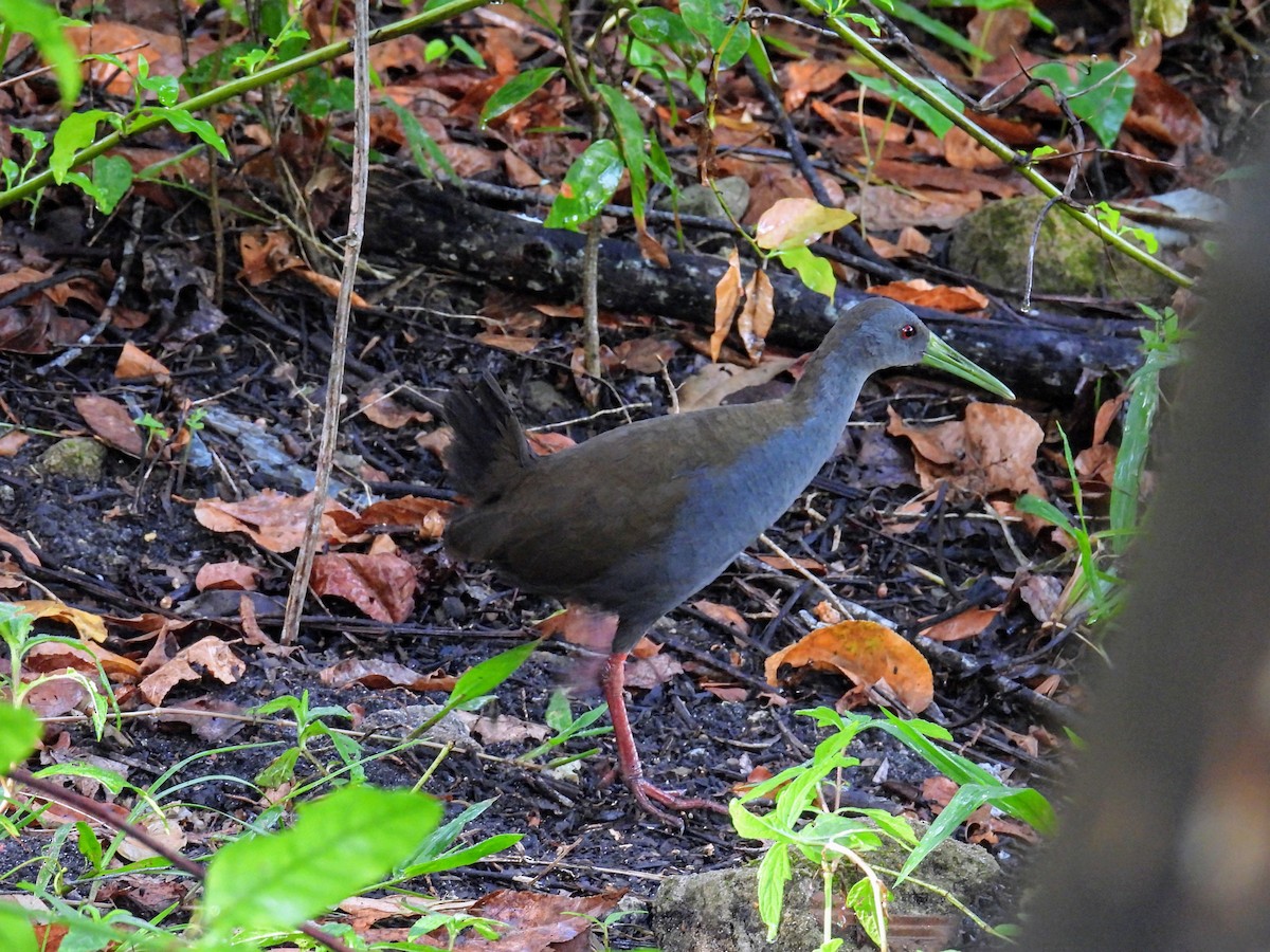 Blackish Rail - ML643542799