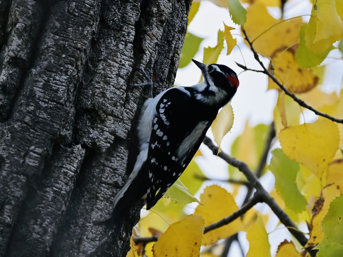 Hairy Woodpecker - ML643542800