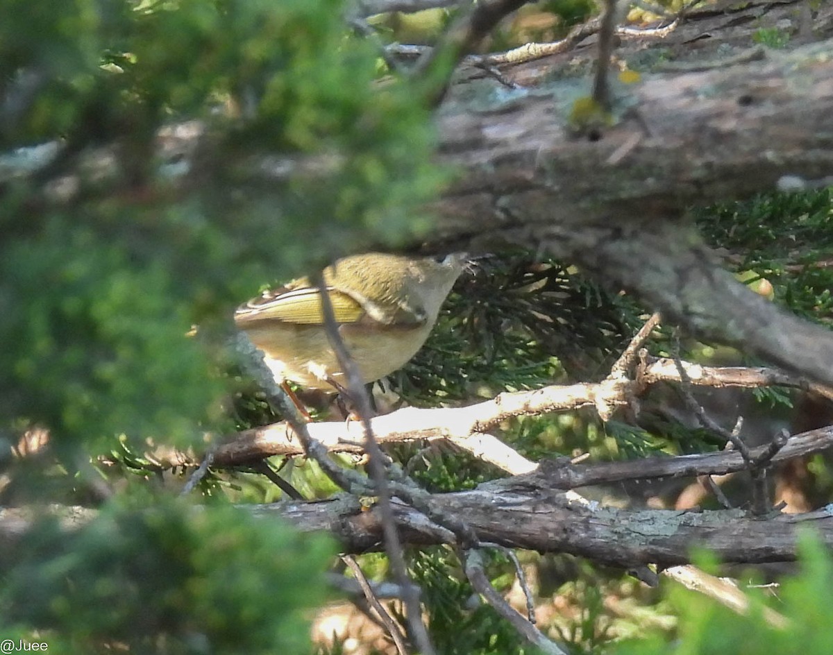 Ruby-crowned Kinglet - ML643542803