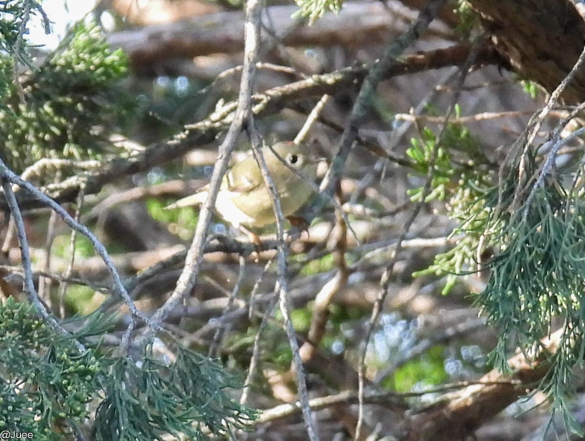 Ruby-crowned Kinglet - ML643542804