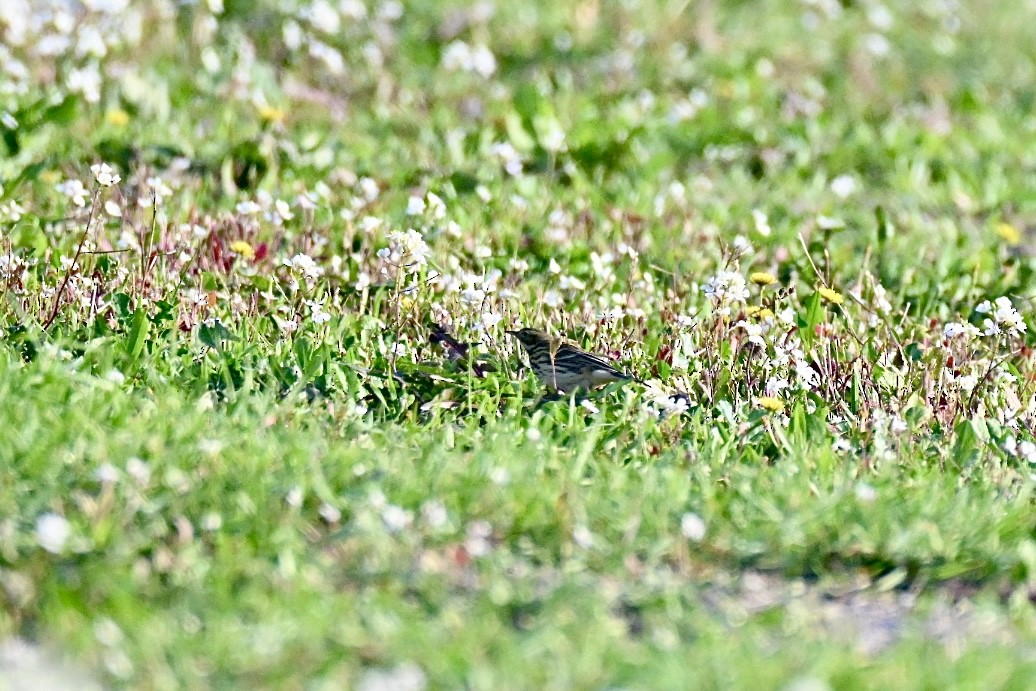 草地鷚 - ML643542810
