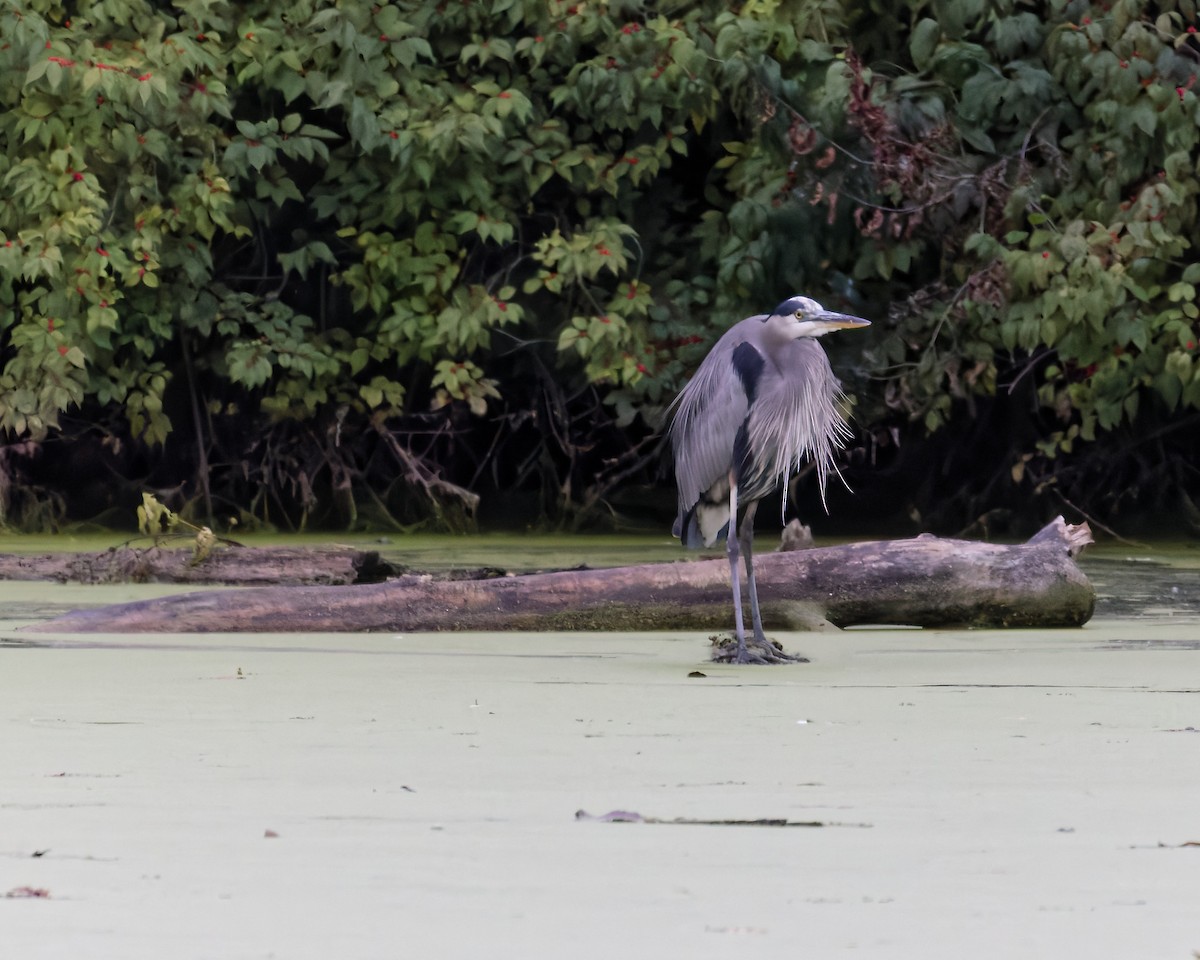 Great Blue Heron - ML643542811