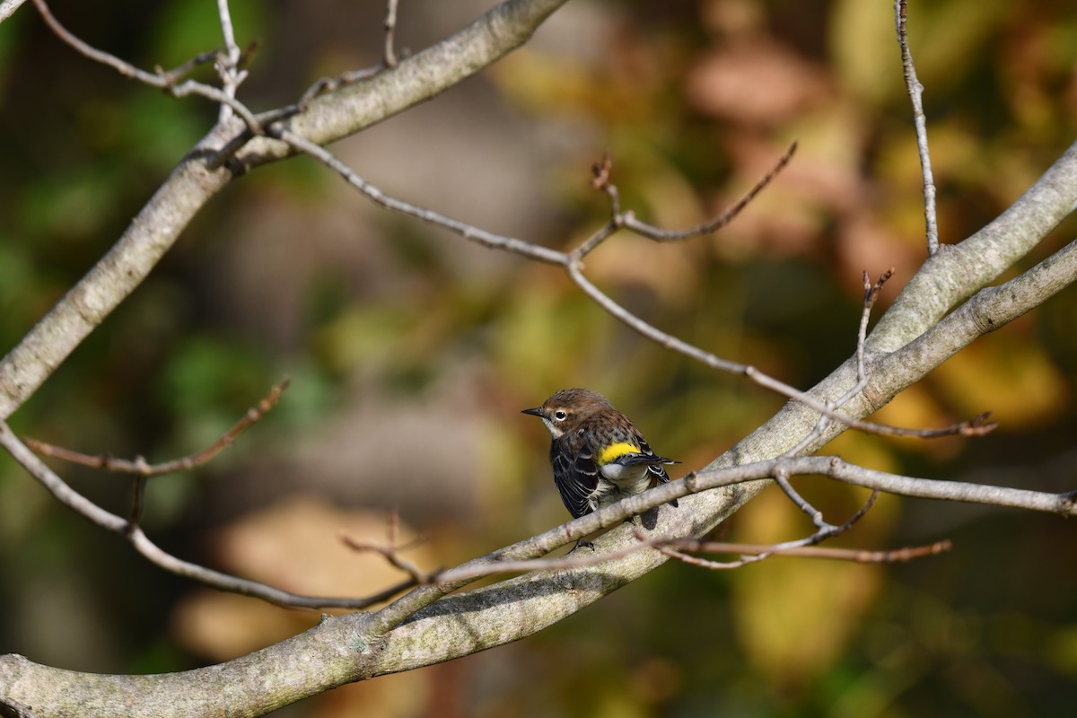 Yellow-rumped Warbler - ML643542816