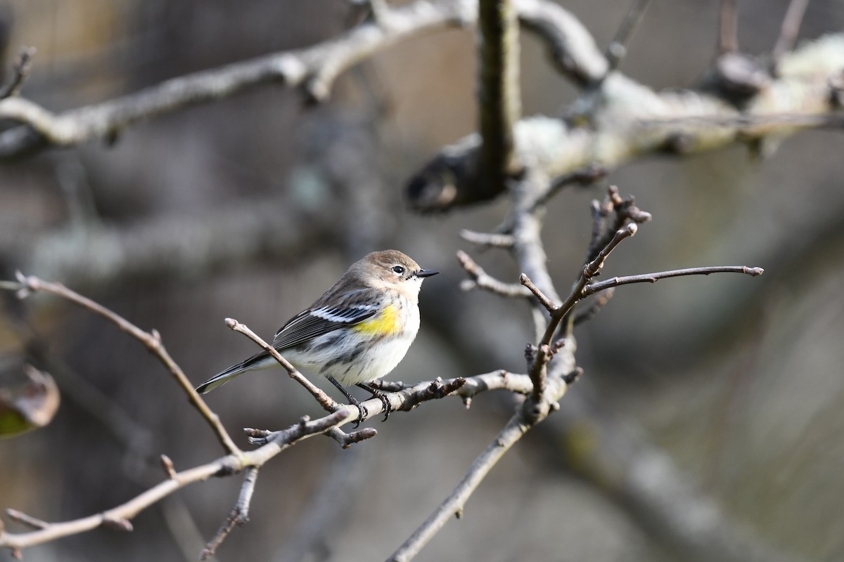Yellow-rumped Warbler - ML643542817