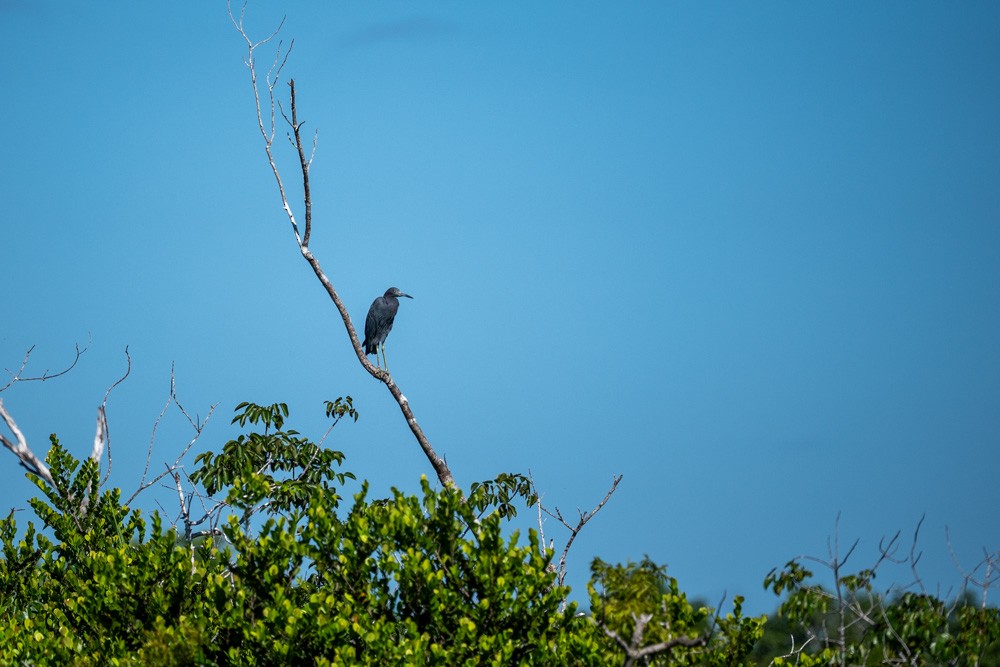 Little Blue Heron - ML643542818