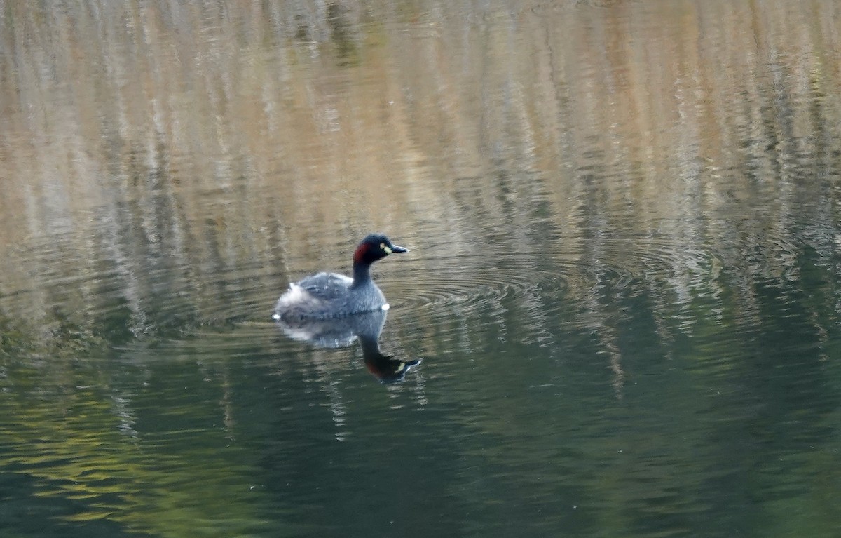 Australasian Grebe - ML643542825