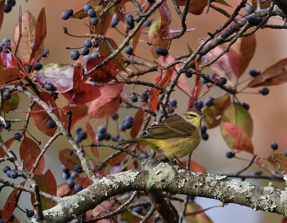 Palm Warbler - ML643542826