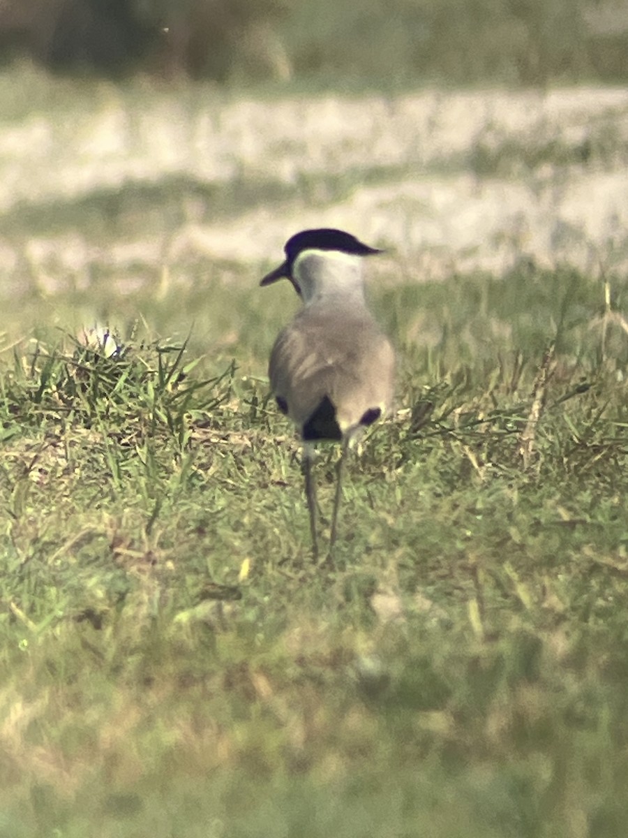 River Lapwing - ML643542828