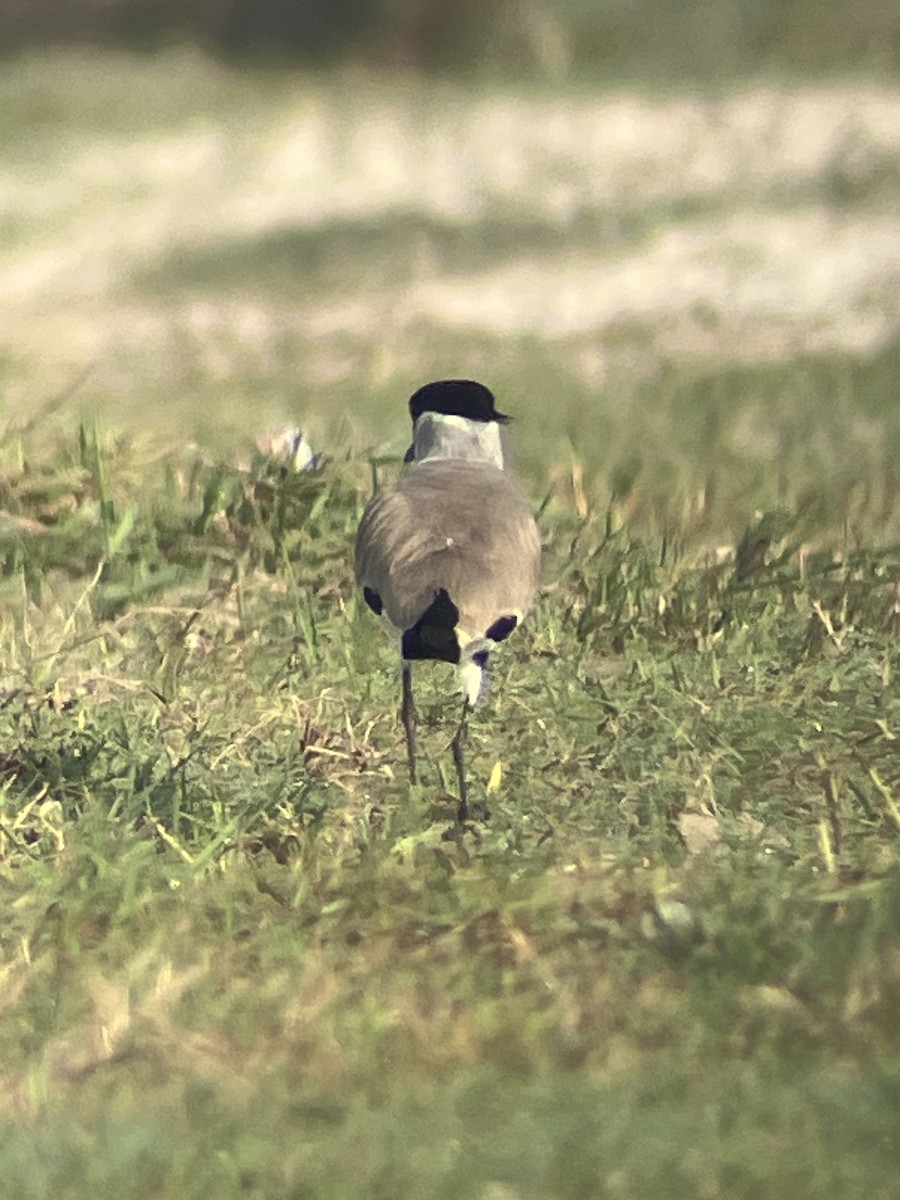 River Lapwing - ML643542829