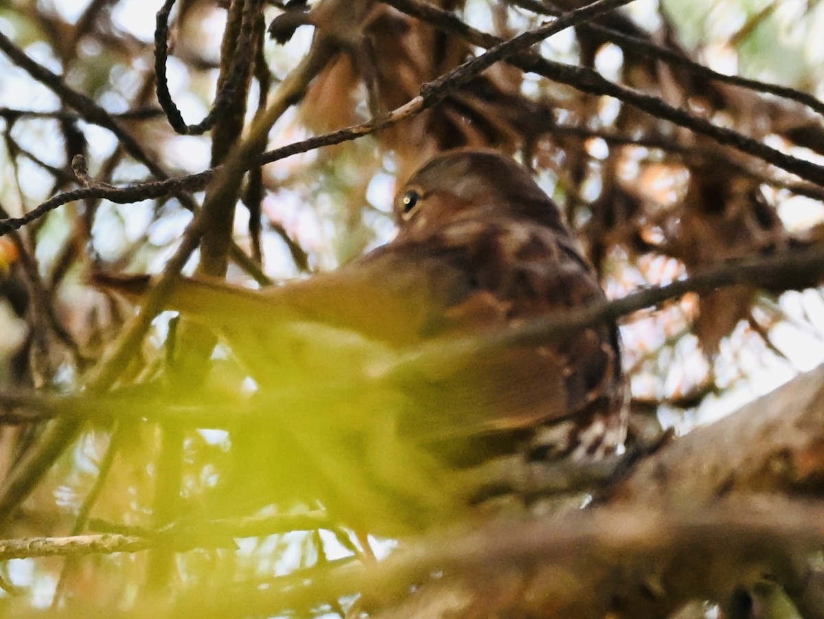Fox Sparrow - ML643542830