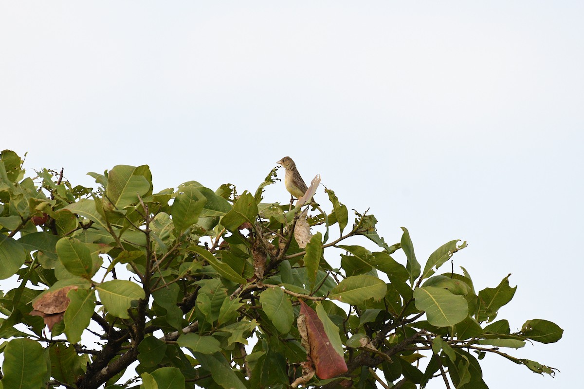 Kızıl Başlı Çinte - ML643542833