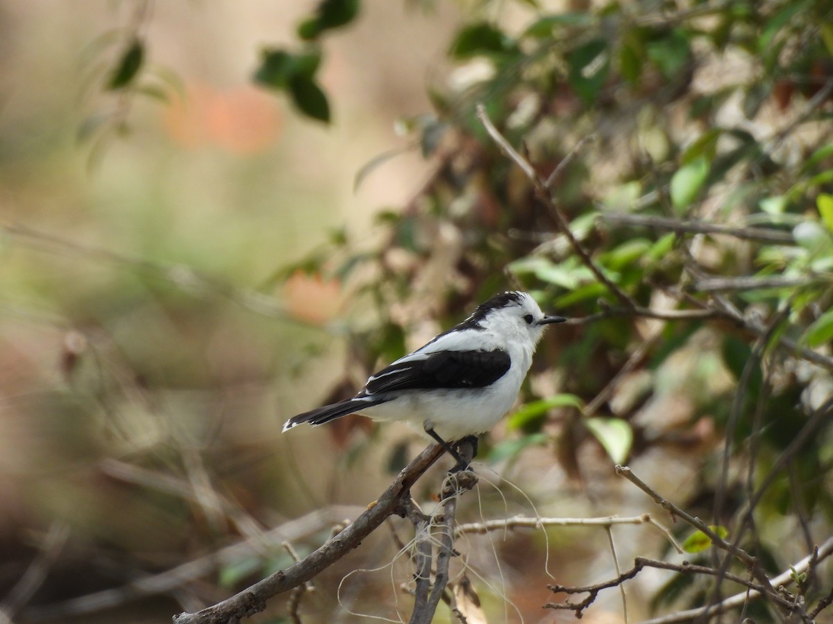 Pied Water-Tyrant - ML643542842