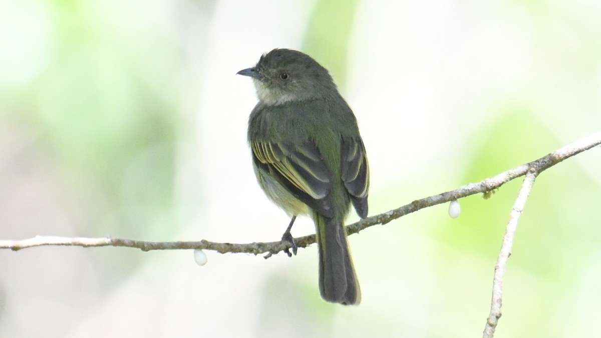 Bolivian Tyrannulet - ML643542846