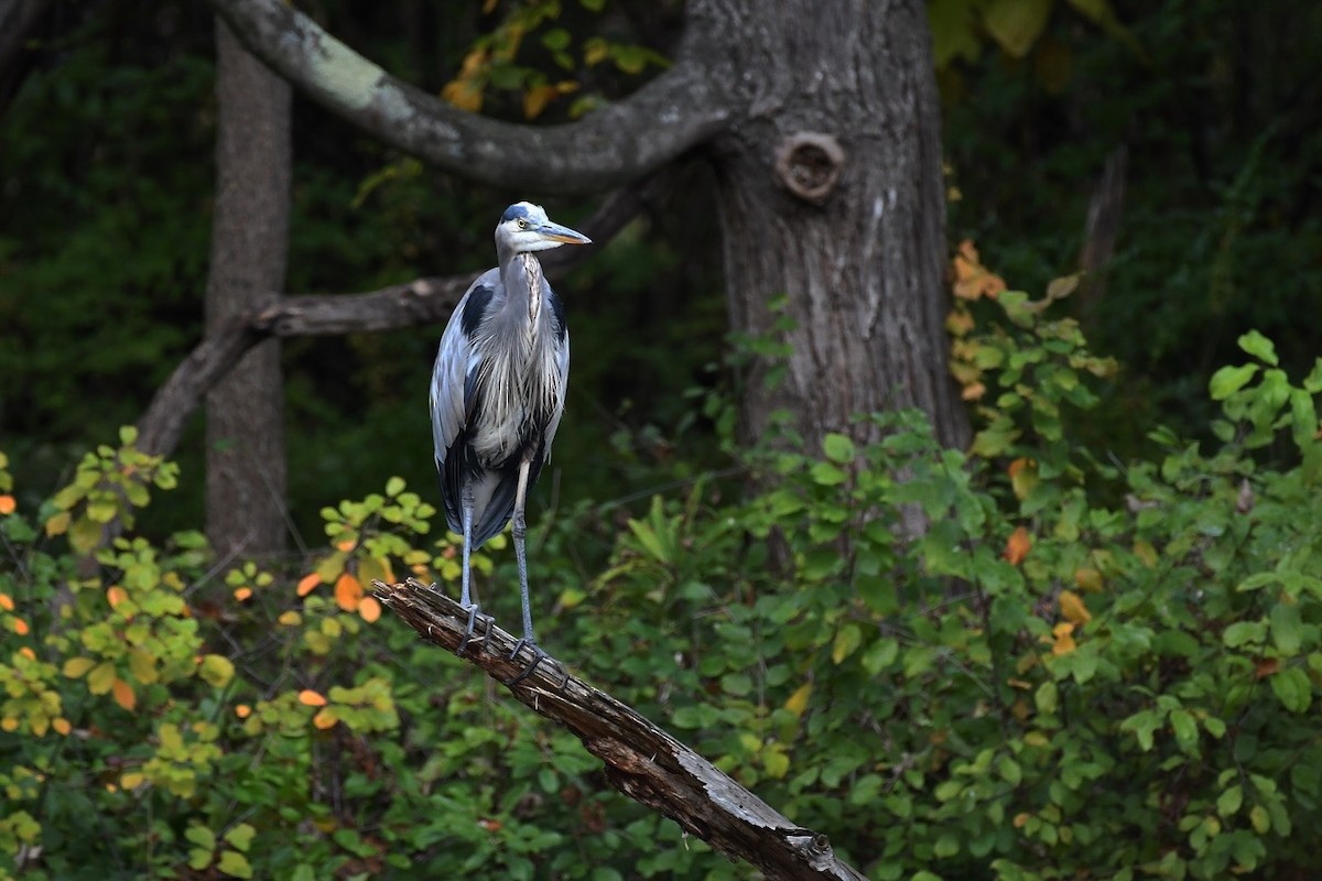 Great Blue Heron - ML643542848