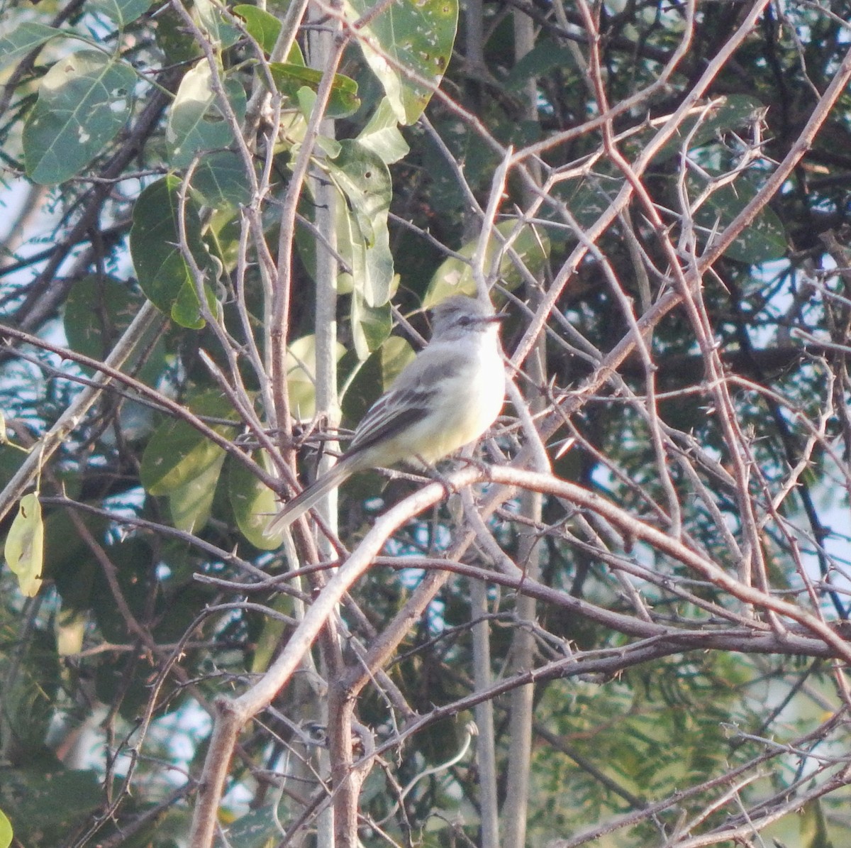 Northern Scrub-Flycatcher - ML643542856