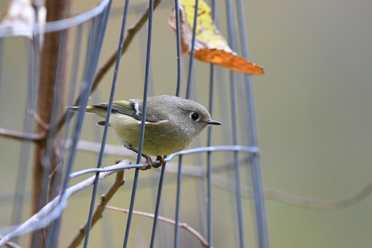 Ruby-crowned Kinglet - ML643542861